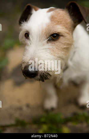 Jack Russell Terrier avec un regard coupable après l'humage autour dans la boue avec un visage sale Banque D'Images