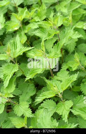 L'ortie (Urtica dioica) Banque D'Images