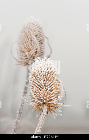 Chardons couvert de givre sur haw matin oxfordshire country lane Banque D'Images