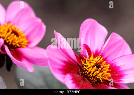 Dahlia 'happy wink' seule feuille foncé lilas avec une grande zone rouge-violet autour du centre Banque D'Images