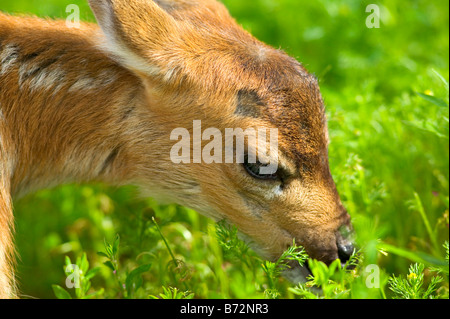 Près d'un cerf à queue noire de Sitka en Alaska fauve Banque D'Images