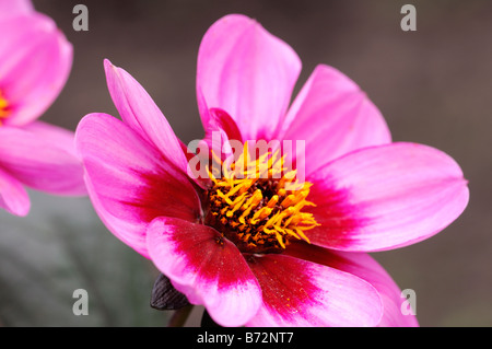 Dahlia 'happy wink' seule feuille foncé lilas avec une grande zone rouge-violet autour du centre Banque D'Images