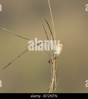 Non-Breeding Euplectes franciscanus Northern Red Bishop WILD Banque D'Images