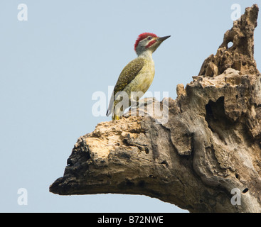 Pic mar Fine (Campethera nivosa), la Gambie Banque D'Images