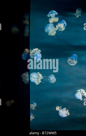 Certaines méduses Phyllorhiza punctata typiques de la mer des Caraïbes à l'Aquarium de Gênes Banque D'Images