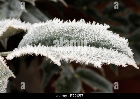 Gelée de rayonnement ou de givre sur une feuille d'usine Birmingham England uk Banque D'Images