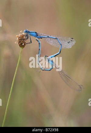 Coeur Bluet commun Banque D'Images