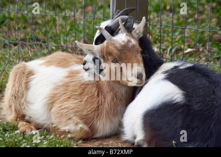 Deux chèvres bébé sieste nichés dans la basse-cour, à Shirley Plantation Charles City en Virginie Banque D'Images