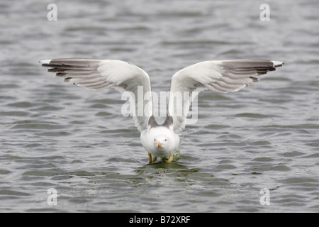 Moindre goéland marin taking off Banque D'Images