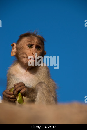 Un bébé singe macaque Bonnet qui se nourrit d'une mangue dans le sud de l'Inida. Banque D'Images