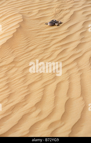 Sand Viper sur dunes de sable, Saoudite Banque D'Images