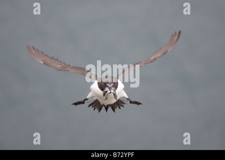 Petit pingouin en vol avec des poissons Banque D'Images