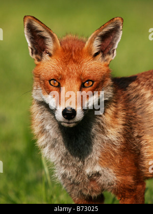 Portrait d'une captive Red Fox à la British Wildlife Centre Banque D'Images