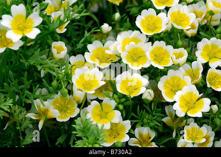 Limnanthus Limnanthes douglasii plantes œuf poché sulphurea yellow hardy annuelle Banque D'Images