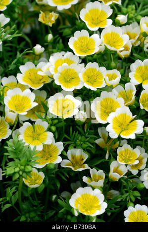 Limnanthus Limnanthes douglasii plantes œuf poché sulphurea yellow hardy annuelle Banque D'Images