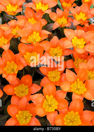 Jardins de Keukenhof à Lisse, Pays Bas Tulipes Tulipa hybr. Exposition florale. Nouvelle variété. Banque D'Images