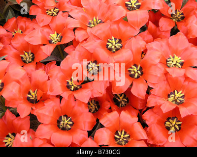 Jardins de Keukenhof à Lisse, Pays Bas Tulipes Tulipa hybr. Exposition florale. Nouvelle variété. Banque D'Images