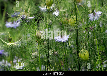 Nigella 'Miss jekyll' fleur bleu foncé l'été à la frontière d'ensemencement annuel Banque D'Images