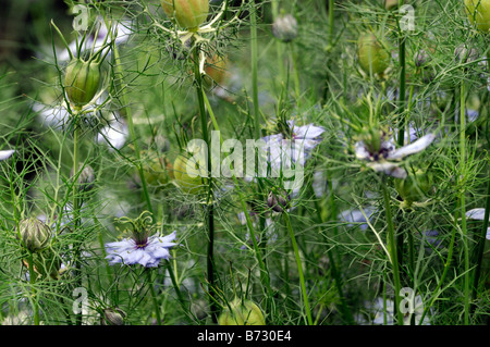 Nigella 'Miss jekyll' fleur bleu foncé l'été à la frontière d'ensemencement annuel Banque D'Images