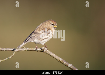 Sizerin flammé en hiver Banque D'Images