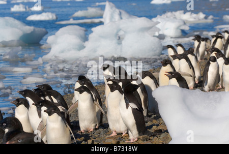 Les manchots Adélie (Pygoscelis adeliae) sur la plage de l'Île Devil Antarctique Banque D'Images