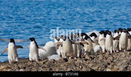 Les manchots Adélie (Pygoscelis adeliae) sur la plage de l'Île Devil Antarctique Banque D'Images