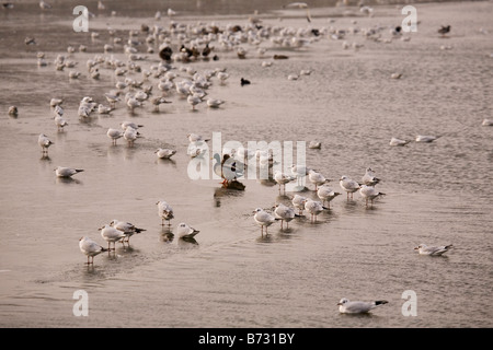 Les goélands se lever et s'asseoir sur la glace sur le lac à Herrington Country Park à Sunderland, en Angleterre. Banque D'Images