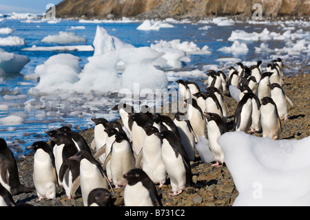 Les manchots Adélie (Pygoscelis adeliae) sur la plage de l'Île Devil Antarctique Banque D'Images