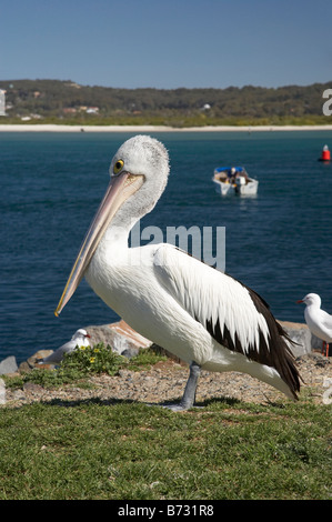 Australian Pelican Pelecanus conspicillatus forgerons Swansea Channel New South Wales Australie Banque D'Images