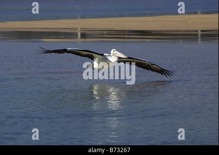 Australian Pelican Pelecanus conspicillatus volant à l'entrée de Nouvelles Galles du Sud en Australie Banque D'Images