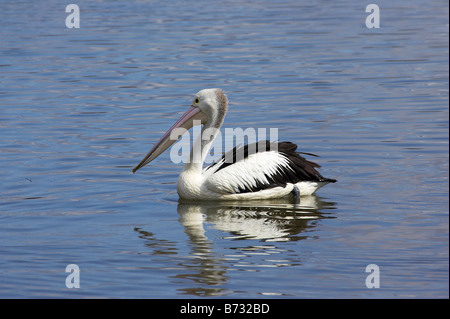 Pelican Rivière Nambucca Heads Macksville New South Wales Australie Banque D'Images