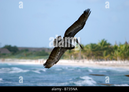 Pelican survolant une plage à Riviera Maya au Mexique près de Cancun Banque D'Images