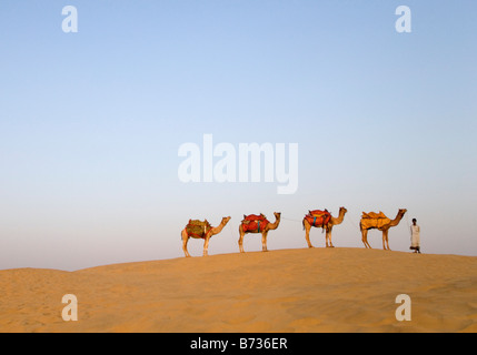 Quatre chameaux debout dans une ligne avec un homme, Jaisalmer, Rajasthan, India Banque D'Images