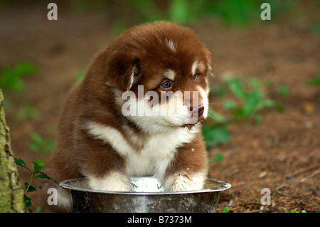 Jours de Chien, un chiot chien du Groenland transpiration coolig ses pattes dans un bol d'eau sur une chaude journée d'été Banque D'Images