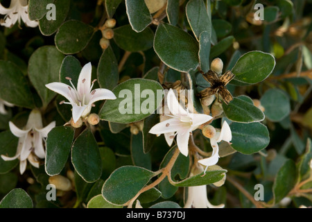 Un arbuste australien de la famille des Rutaceae Correa alba en Australie Banque D'Images