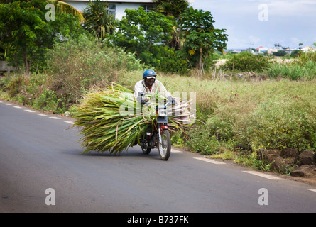 Man carrying couper la canne à sucre sur sa moto à travers une ville sur l'Ile Maurice Banque D'Images