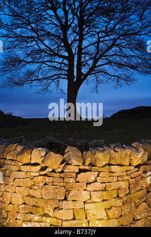 Mur en pierre sèche près de Sycamore Gap un Whin Sill nick sur la route du mur d'Hadrien,, Parc National de Northumberland, Angleterre Banque D'Images