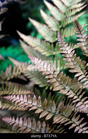 DRYOPTERIS ERYTHROSORA FOUGÈRE BOUCLIER JAPONAIS couleur cuivre evergreen couleur Banque D'Images