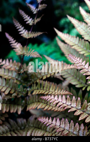 DRYOPTERIS ERYTHROSORA FOUGÈRE BOUCLIER JAPONAIS couleur cuivre evergreen couleur Banque D'Images