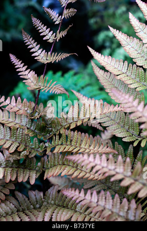 DRYOPTERIS ERYTHROSORA FOUGÈRE BOUCLIER JAPONAIS couleur cuivre evergreen couleur Banque D'Images