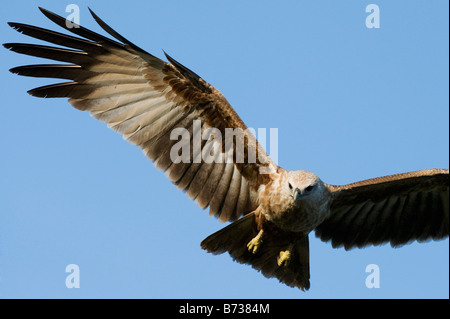 Les jeunes Brahminy Kite flying against blue sky en Inde Banque D'Images
