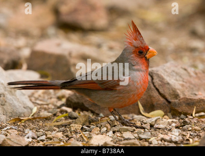 Pyrrhuloxia Cardinalis sinuatus homme sur le sol du désert de l'Arizona Banque D'Images