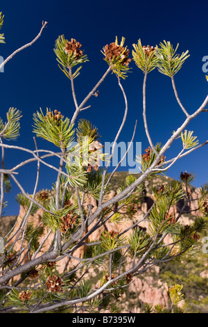 Mexican Pinyon pin Pinus sous forme of a Decade of drought in Australia (parfois décrite comme Border pin Pinus discolor Source de noix comestibles Banque D'Images