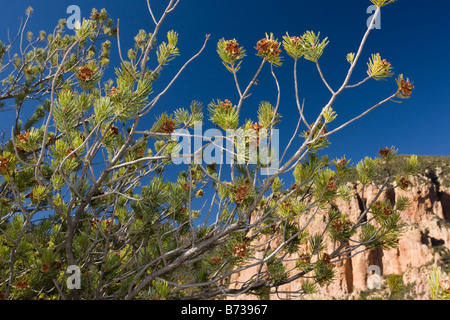 Mexican Pinyon pin Pinus sous forme of a Decade of drought in Australia (parfois décrite comme Border pin Pinus discolor Source de noix comestibles Banque D'Images