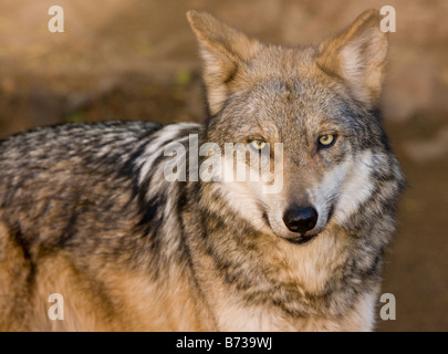 La disparition de loup gris du Mexique Canis lupus baileyi maintenant peut-être éteint à l'état sauvage population captive Arizona USA Banque D'Images