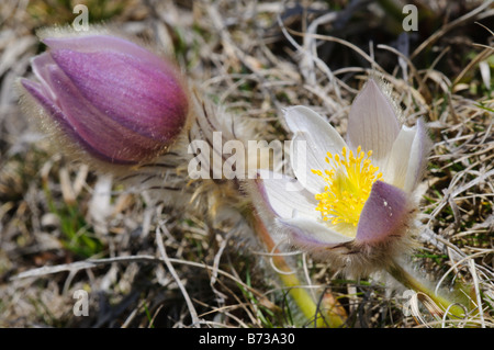 Fleurs sauvages alpines dans les Pyrénées, Espagne Banque D'Images