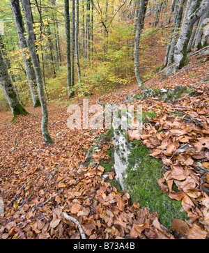 Forêt à l'automne, Selva de Irati , Navarra , Pyrénées espagnoles Banque D'Images