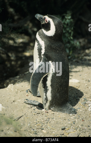 Manchot de Magellan (Spheniscus magellanicus) à Punta Tombo, Patagonie, Argentine Banque D'Images