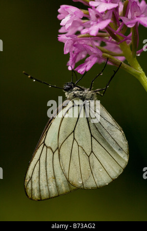 Papillon blanc veiné noir Aporia crataegi sur orchidée pyramidale de pluie après la Grèce Banque D'Images