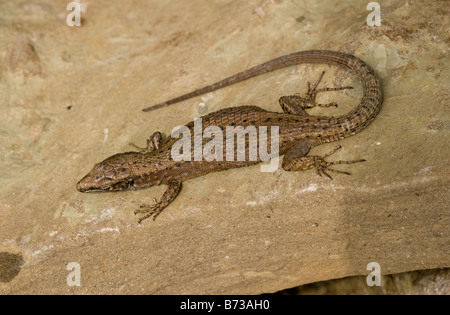 Lézard vivipare ou commune Lacerta vivipara nord-ouest de la Grèce Banque D'Images